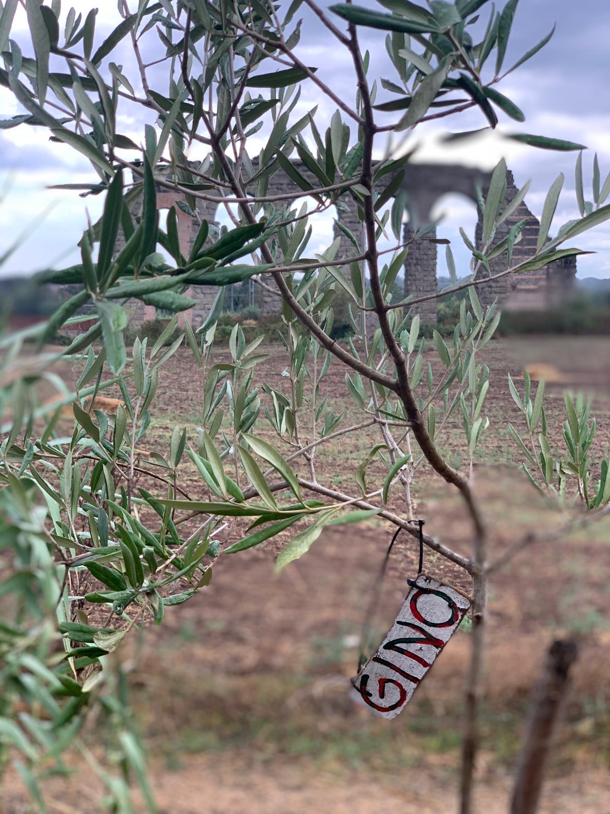 Albero