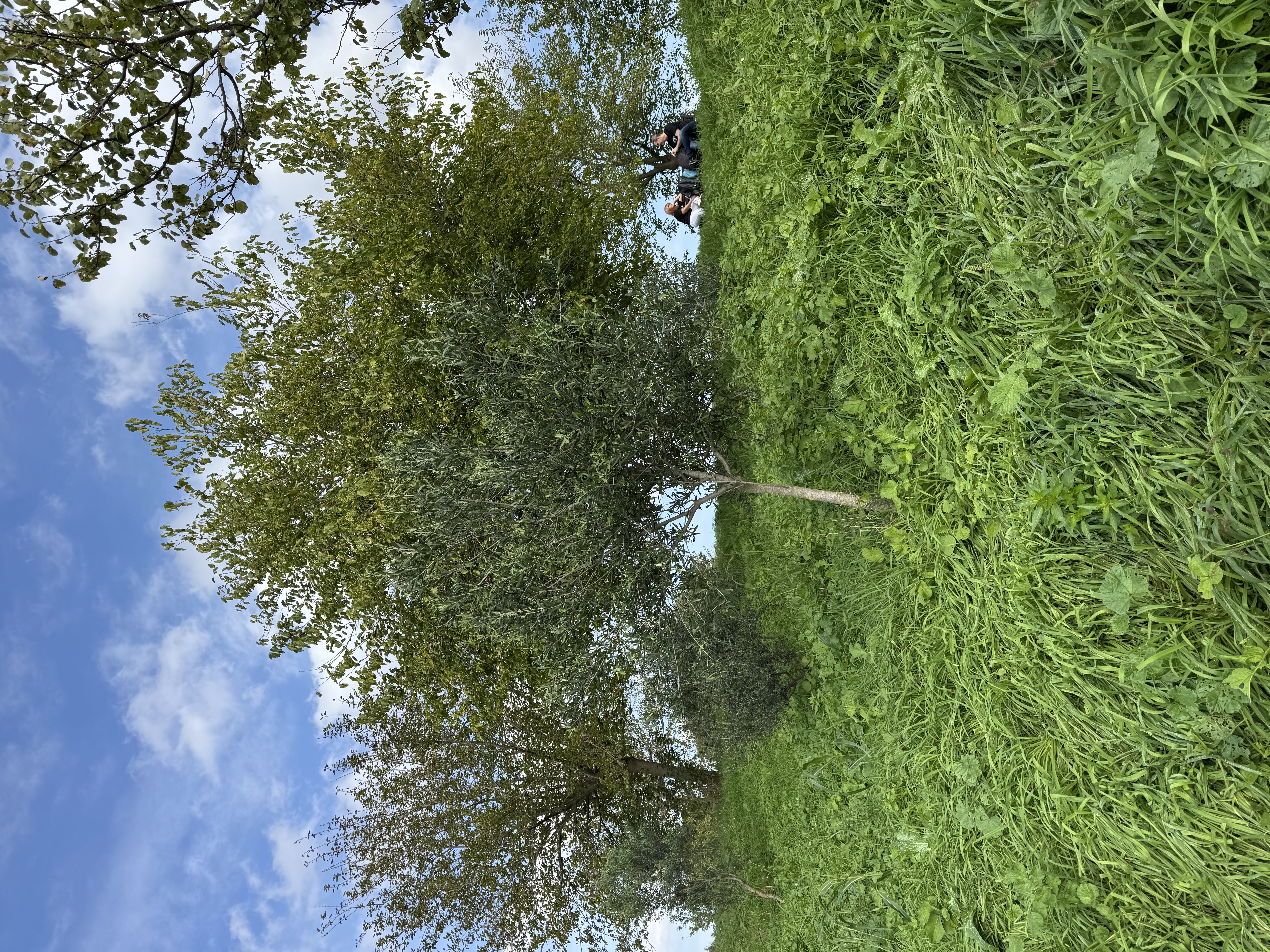 Albero