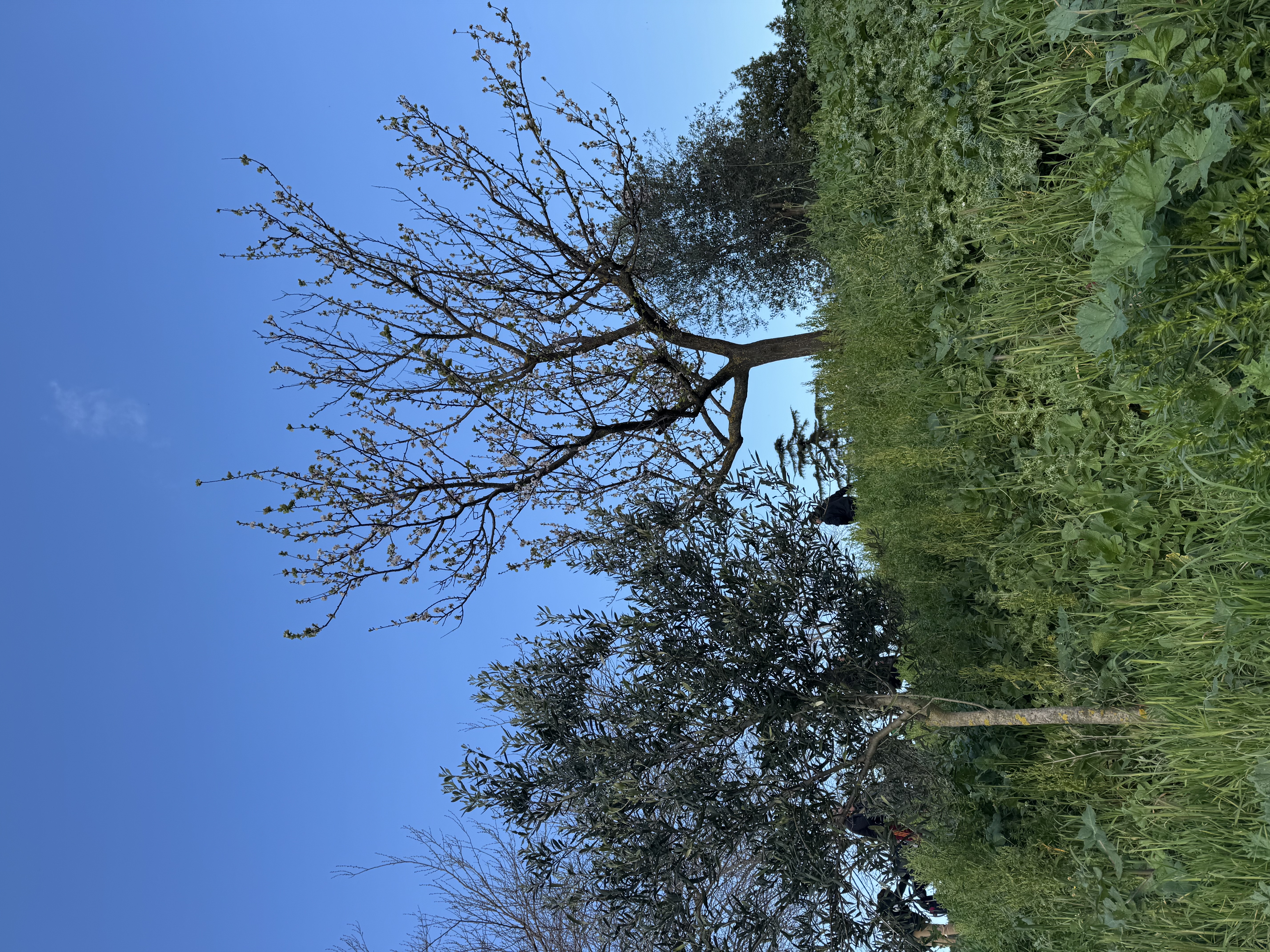 Albero