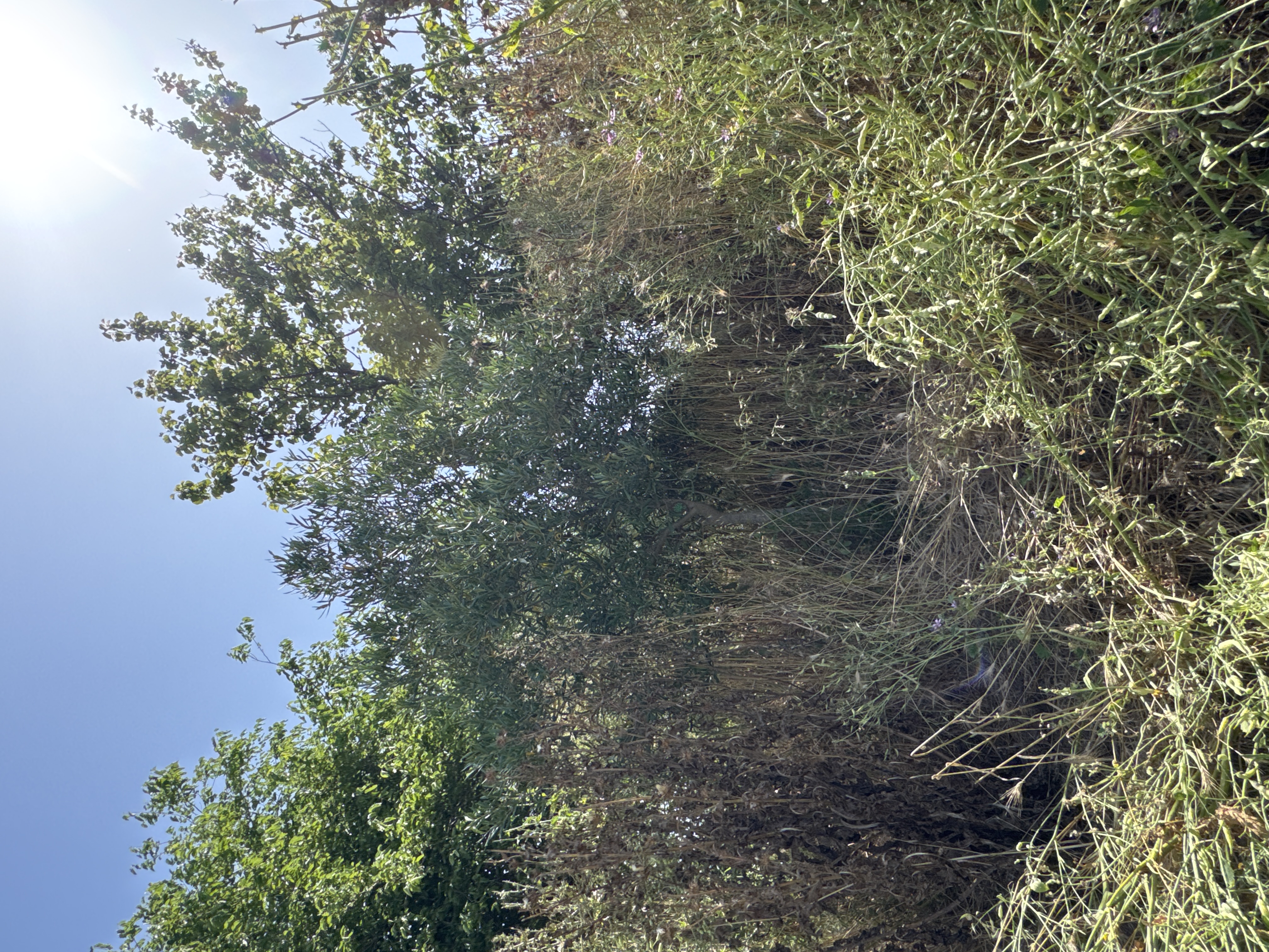 Albero